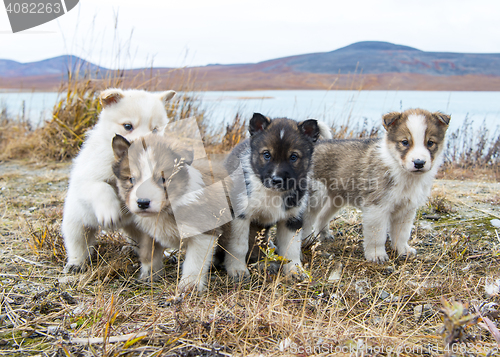 Image of Husky puppies Greenland hill.