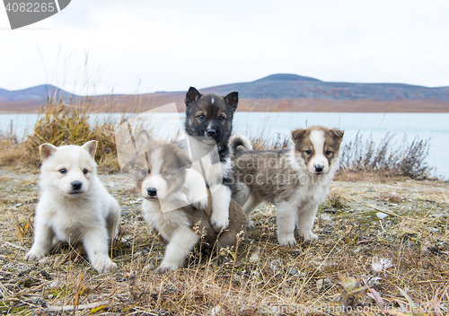 Image of Husky puppies Greenland hill.