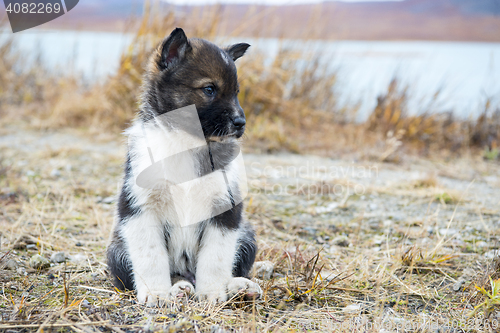 Image of Husky puppies Greenland hill.