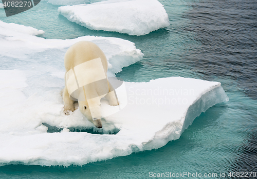 Image of Polar bear walking on sea ice