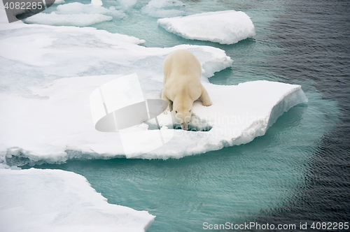 Image of Polar bear walking on sea ice