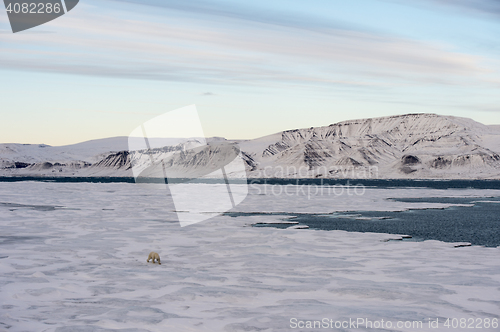 Image of Polar bear walking on sea ice