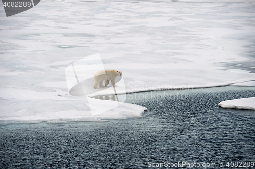 Image of Polar bear walking on sea ice