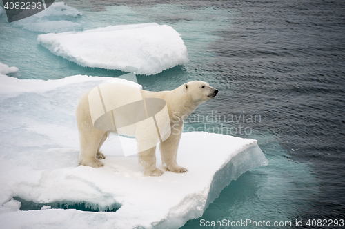 Image of Polar bear walking on sea ice