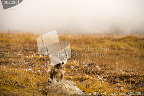 Image of Husky puppies Greenland hill.