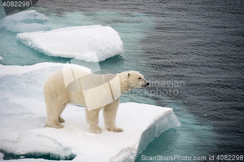 Image of Polar bear walking on sea ice