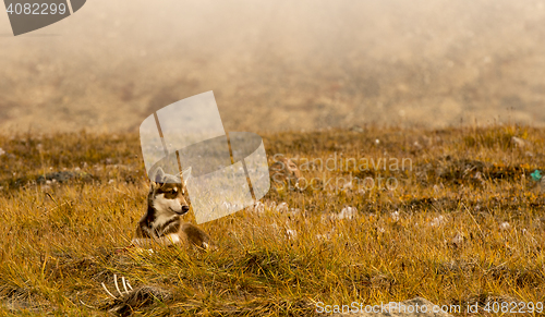 Image of Husky puppies Greenland hill.