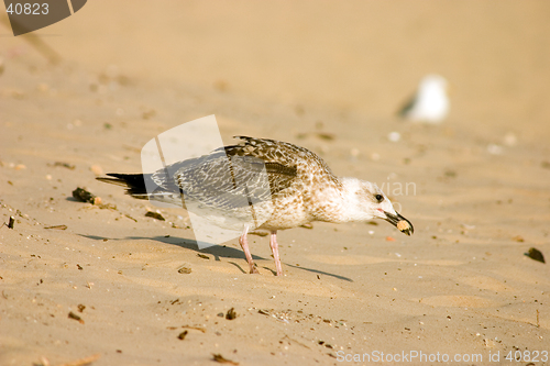 Image of Seagull on the beach