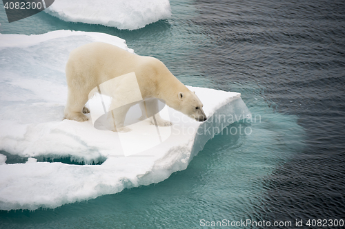 Image of Polar bear walking on sea ice