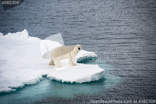 Image of Polar bear walking on sea ice