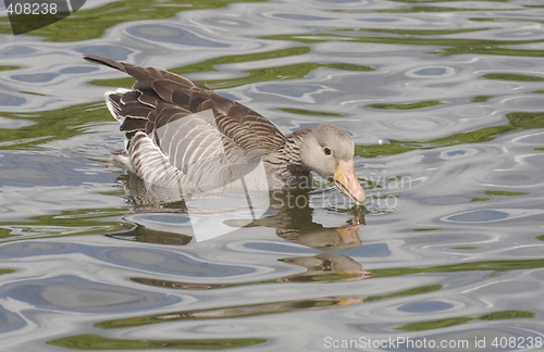 Image of Greylag Goose.