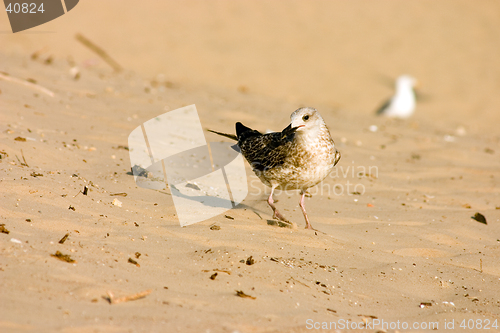 Image of Seagull on the beach