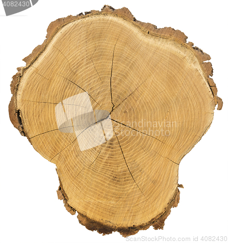 Image of Cross section of tree trunk Isolated with Clipping Path on white