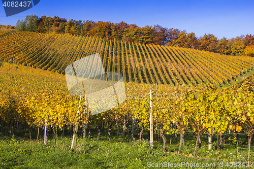 Image of Beautiful vineyard Autumn Vineyards landscape with colorful leav