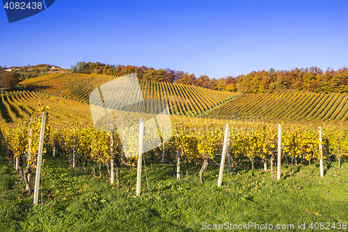 Image of Beautiful vineyard Autumn Vineyards landscape with colorful leav