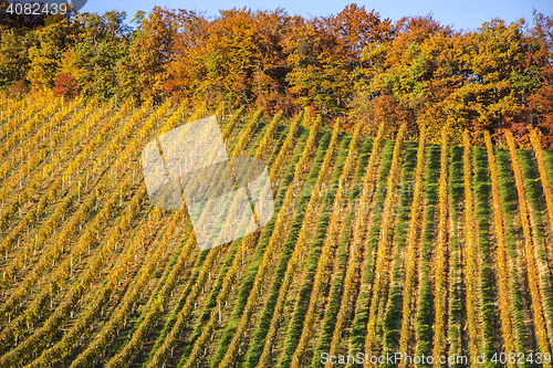 Image of Beautiful vineyard Autumn Vineyards landscape with colorful leav