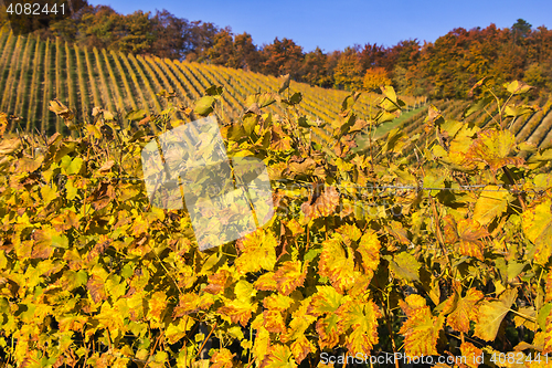 Image of Beautiful vineyard Autumn Vineyards landscape with colorful leav