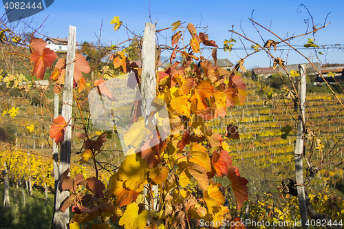 Image of Beautiful vineyard Autumn Vineyards landscape with colorful leav