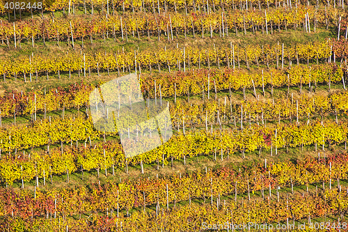 Image of Beautiful vineyard Autumn Vineyards landscape with colorful leav