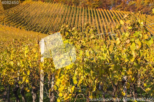 Image of Beautiful vineyard Autumn Vineyards landscape with colorful leav