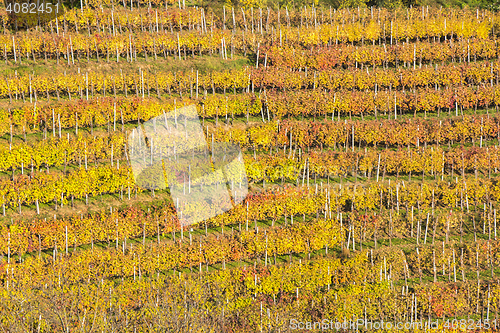 Image of Beautiful vineyard Autumn Vineyards landscape with colorful leav