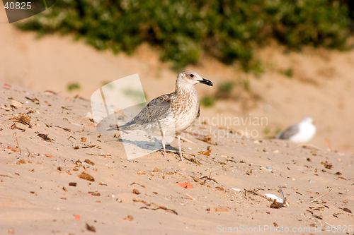 Image of Seagull on the beach