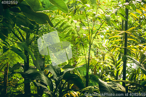Image of Tropical vegetation with green plants and trees