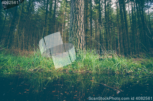 Image of Large tree by a puddle