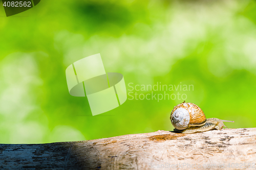 Image of Snail on a branch in a green forest