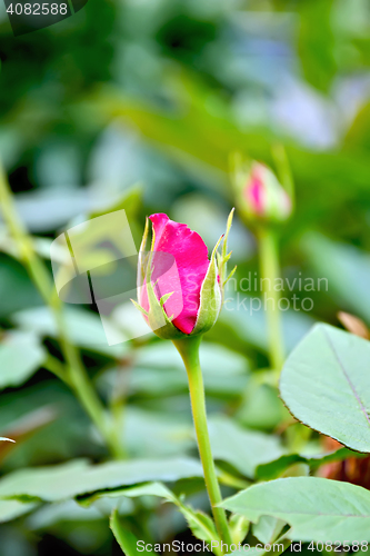 Image of Rose the bud of pink