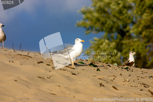 Image of Seagull on the beach