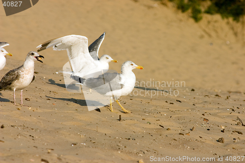 Image of Seagull on the beach