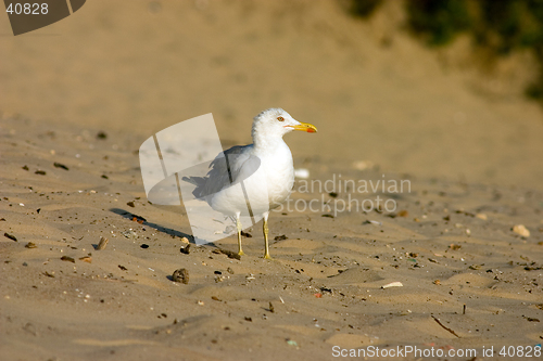 Image of Seagull on the beach