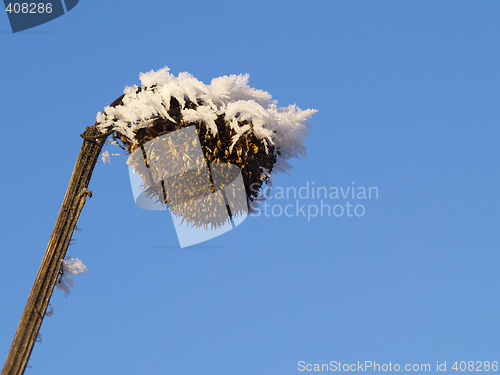 Image of Frost