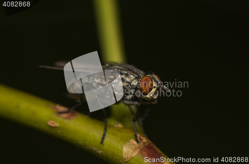 Image of Fly