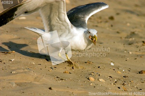 Image of Seagull on the beach