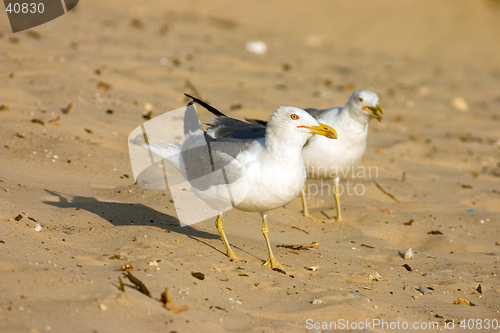 Image of Seagull on the beach