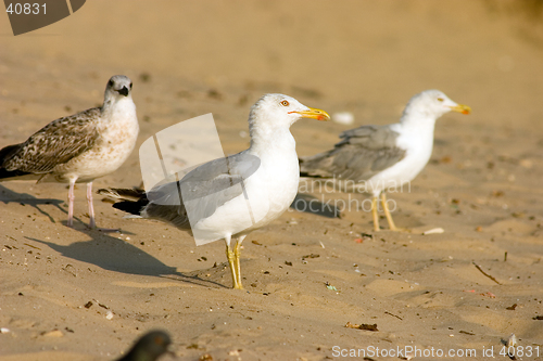 Image of Seagull on the beach