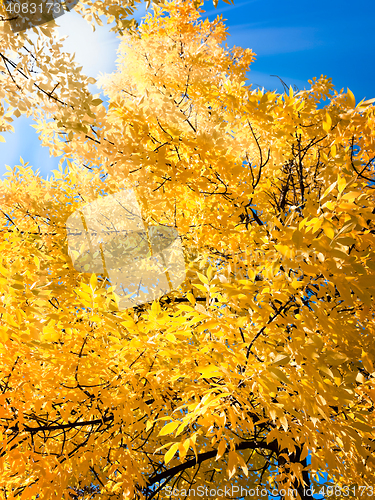 Image of bright autumn