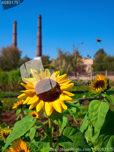 Image of sunflower