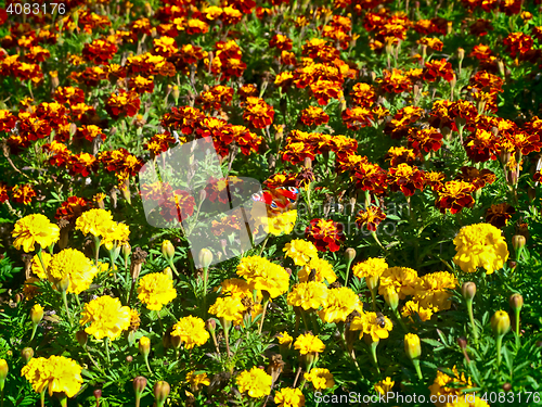 Image of meadow
