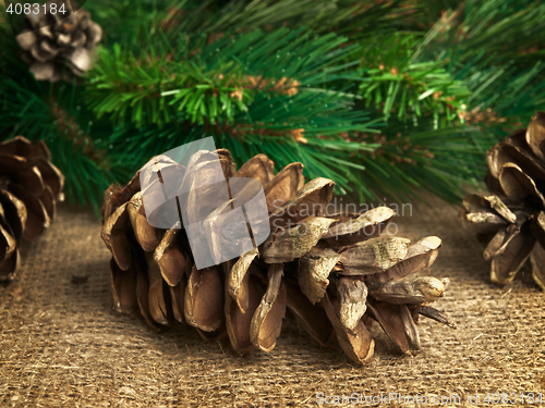 Image of fir-cone