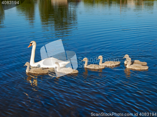Image of swan family