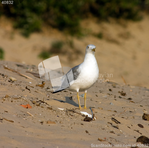 Image of Seagull on the beach