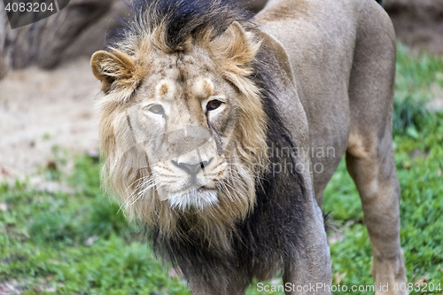 Image of Lion head