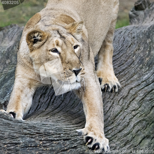 Image of Lioness stretching its body