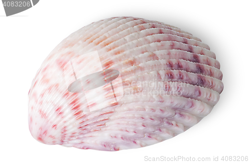 Image of Half of seashell