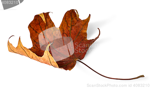 Image of Dry maple leaf with curled edges