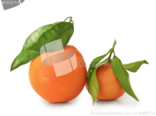 Image of mandarin and orange