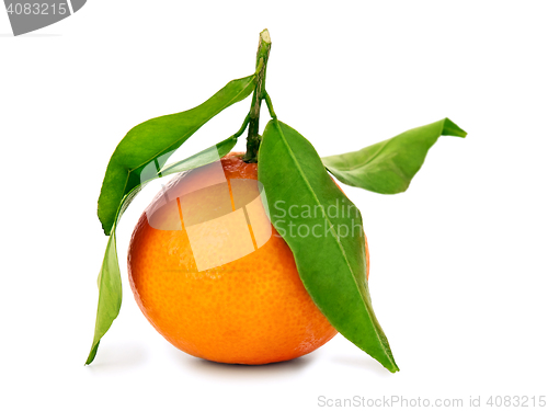 Image of mandarin